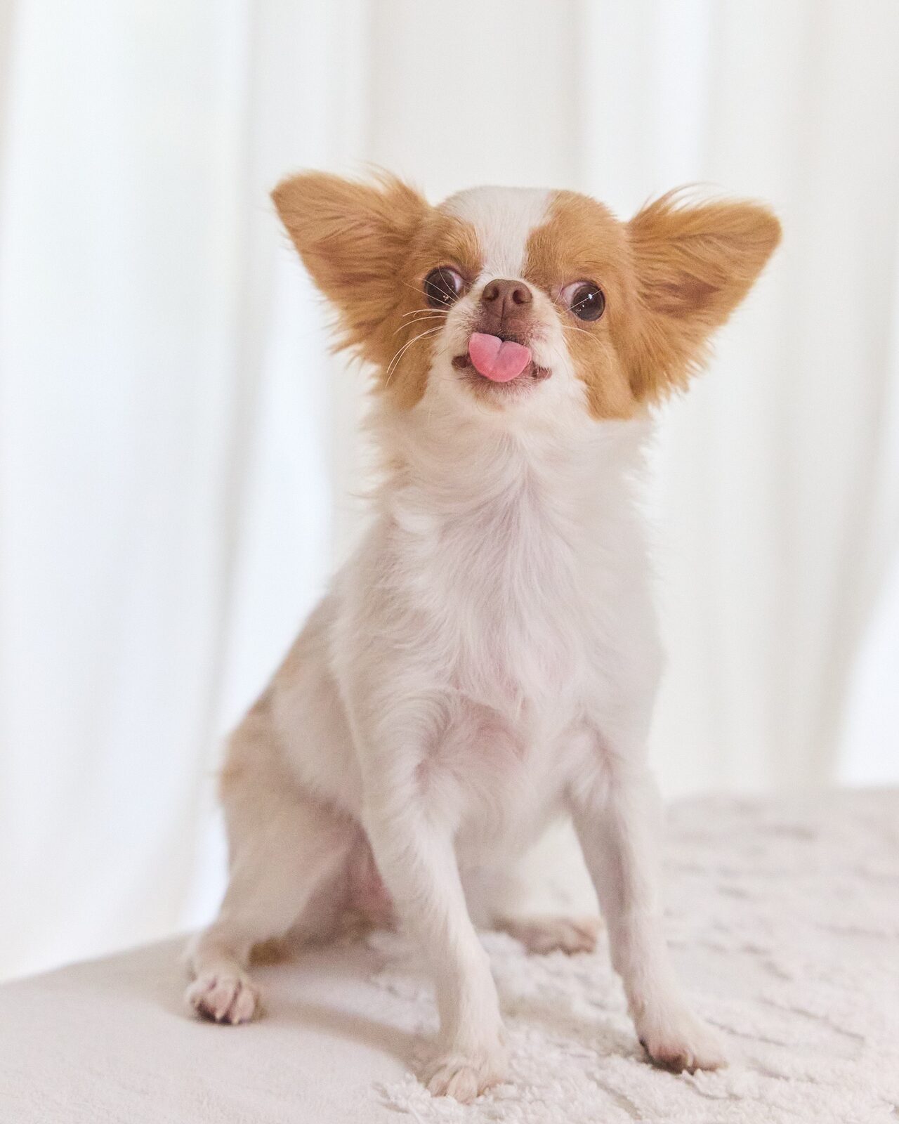 Long-haired chihuahua sitting upright on a white blanket in bright, airy studio light
