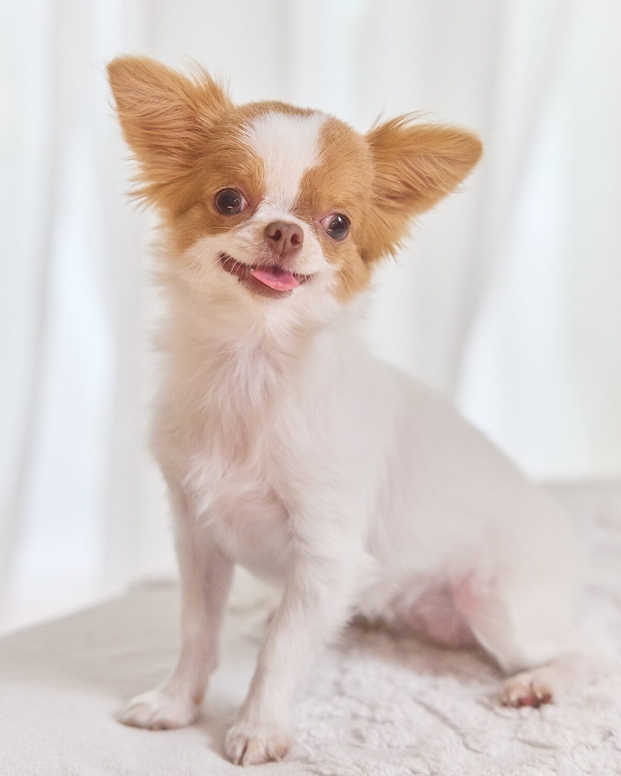 Long-haired chihuahua on a white blanket with a sheer white curtain behind