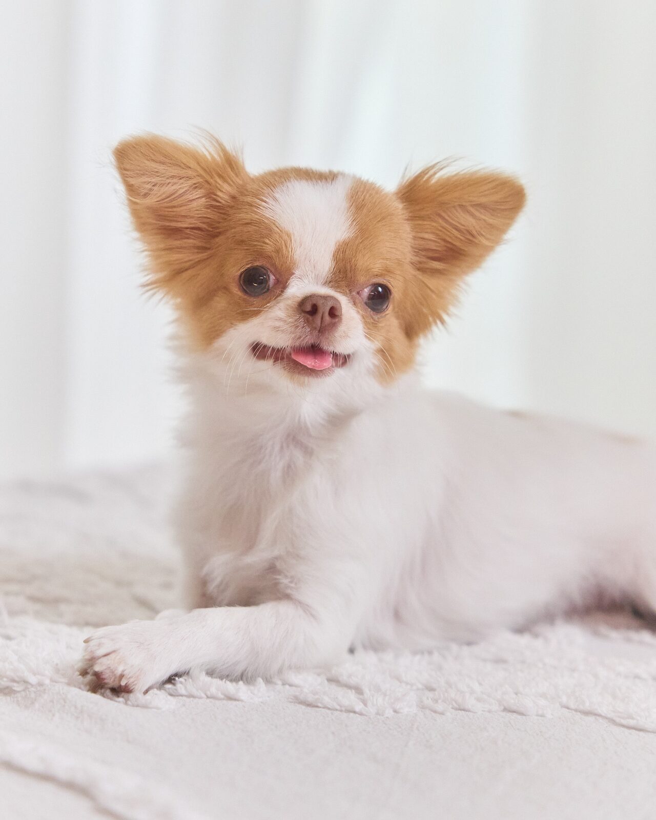 Long-haired chihuahua lying on a white blanket, ears up, in soft window light