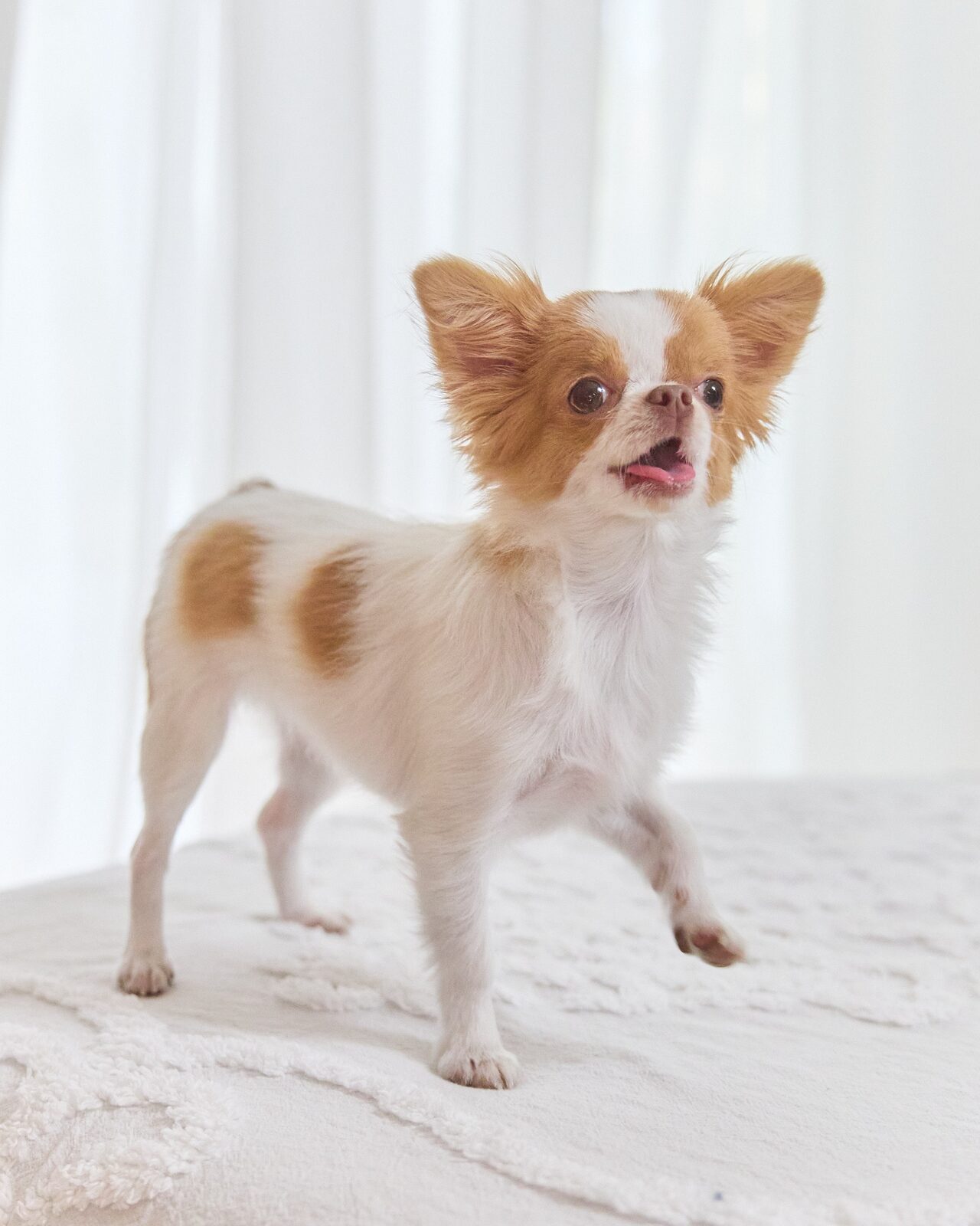 Long-haired chihuahua standing on a white blanket, looking toward the light