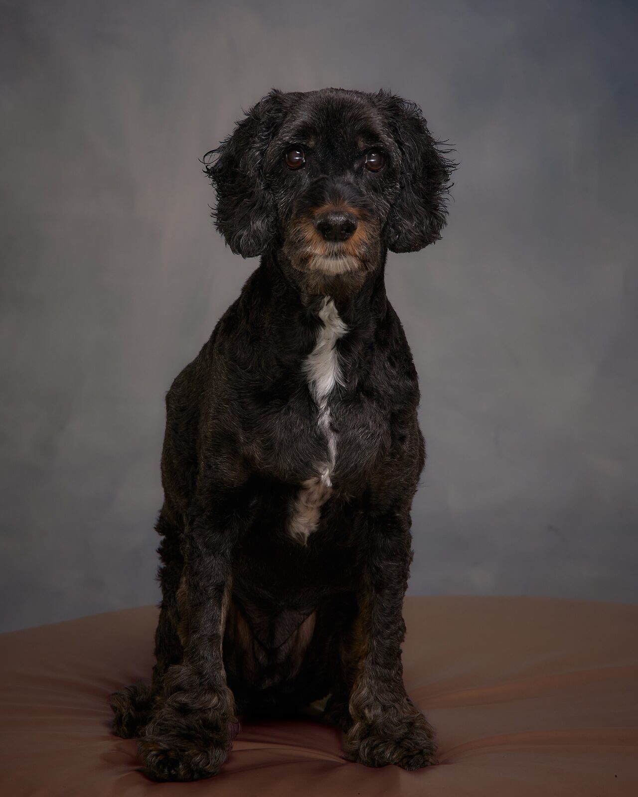 Black curly-coated dog sitting on a dark painterly studio backdrop