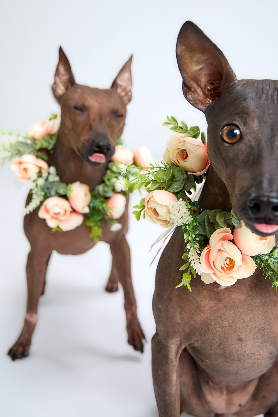 Two hairless dogs wearing peach flower collars, close together in the studio
