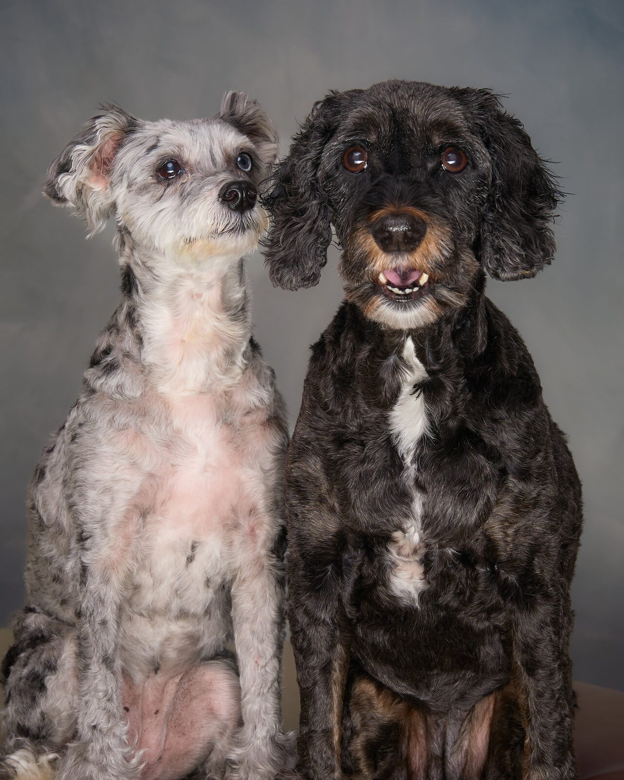 Grey terrier and black curly-coated dog sitting side by side on a dark studio backdrop